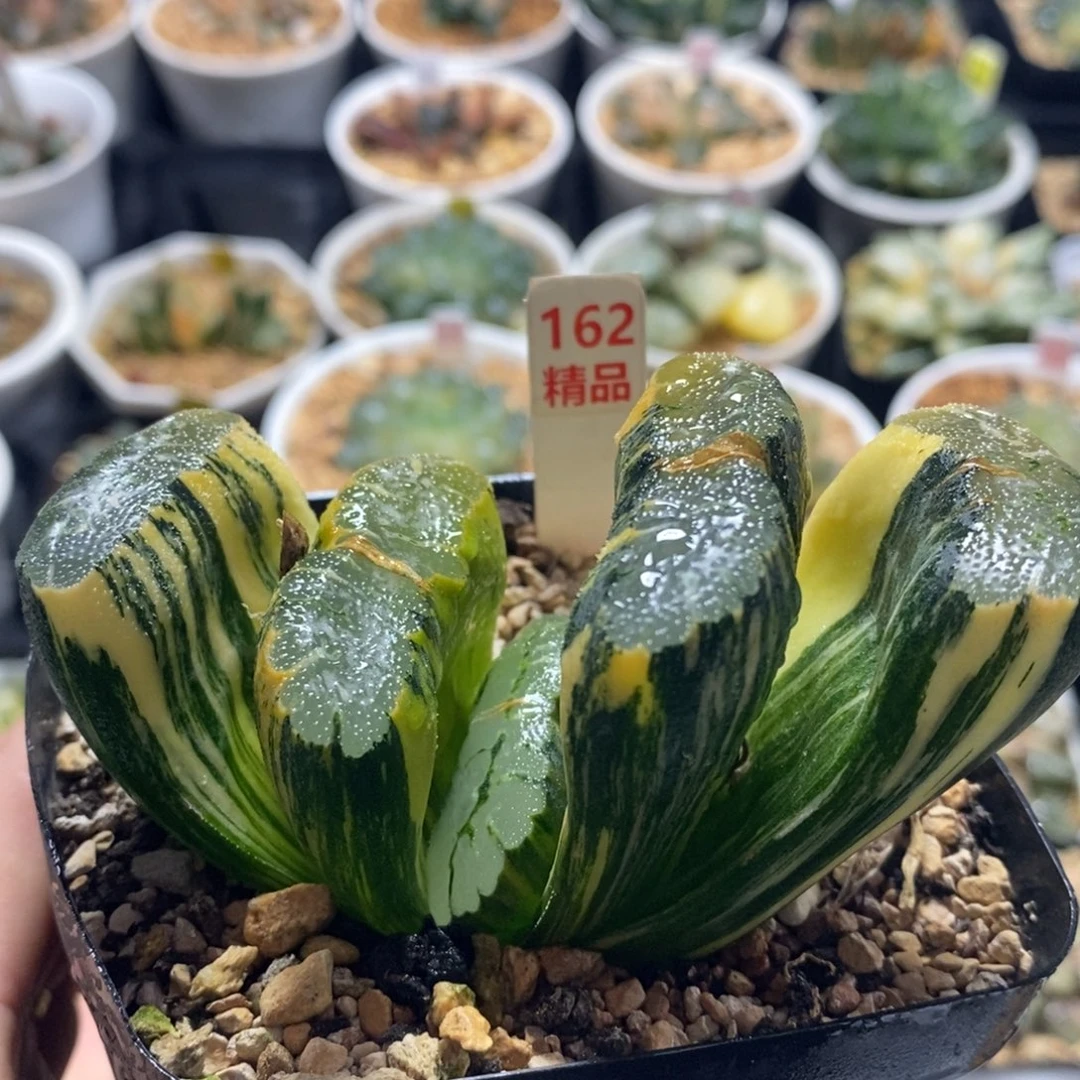 不开花植物162赤斑