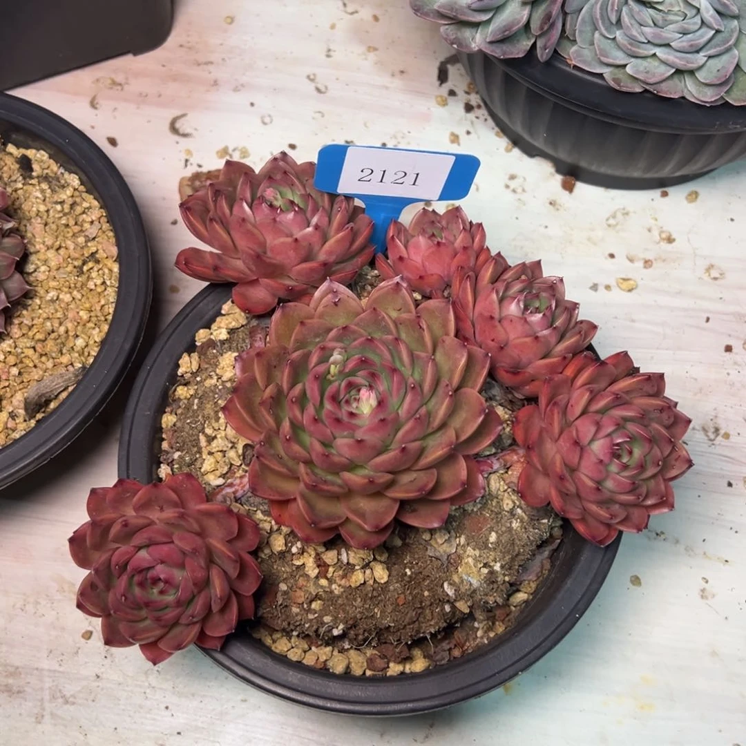 ?****?2121肉多肉多肉多肉