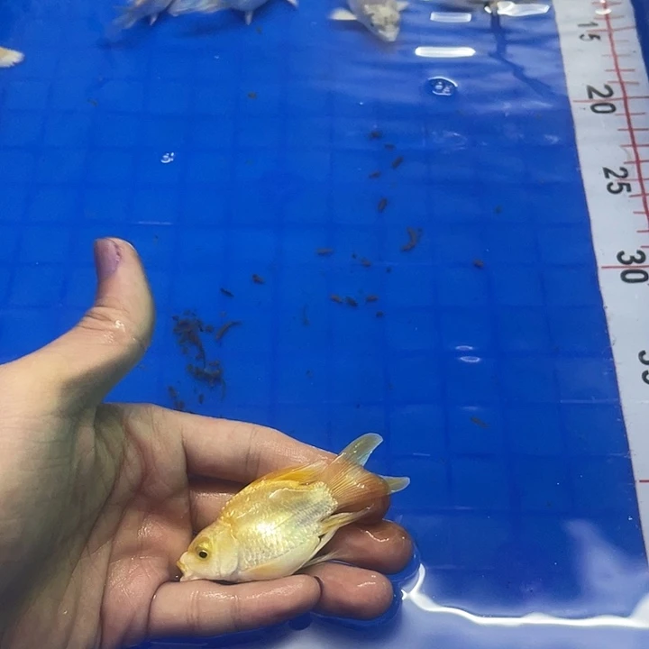 金色蝴蝶鲤7-9公分