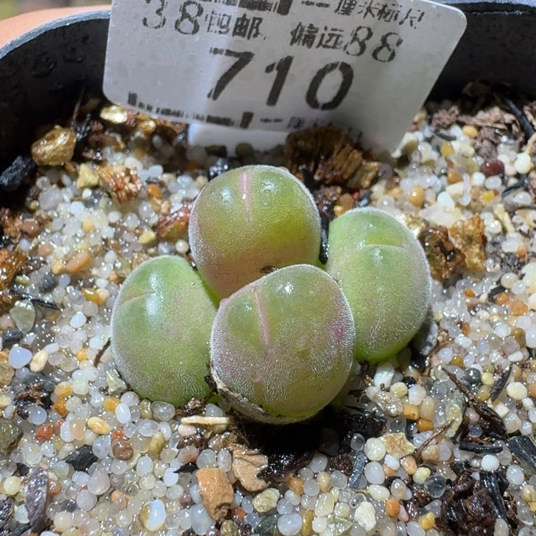 Sss精品清货价710