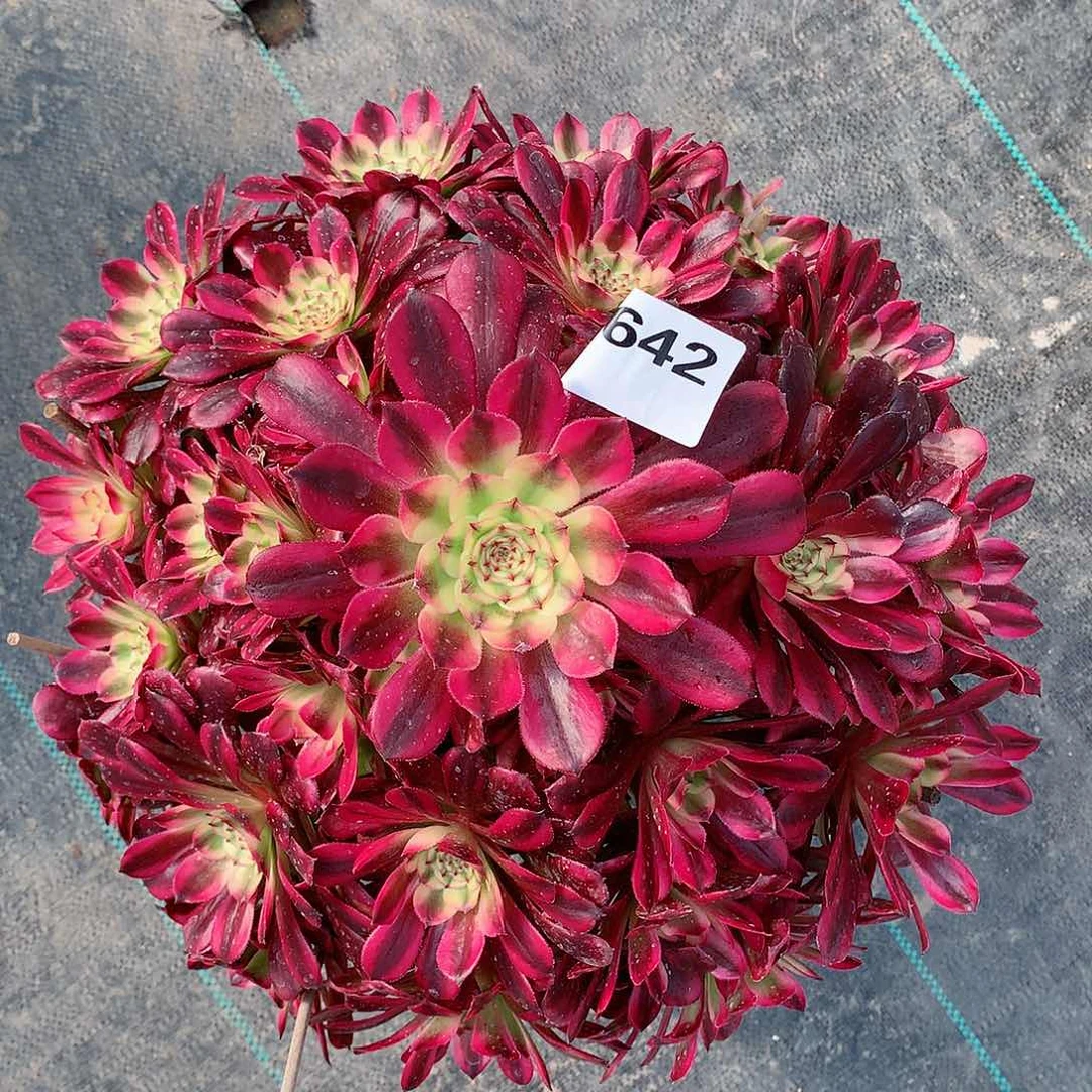 杨*642.舞天姬多肉植物