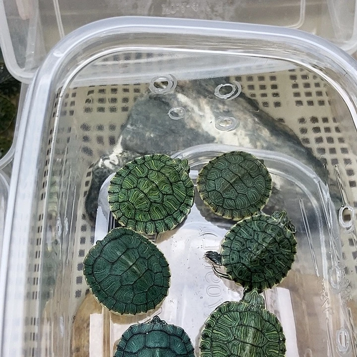 巴西彩龟不分公母