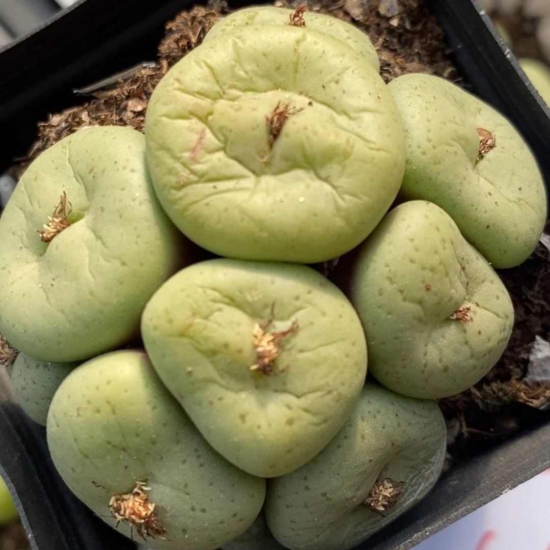 1046吕氏大饼多头