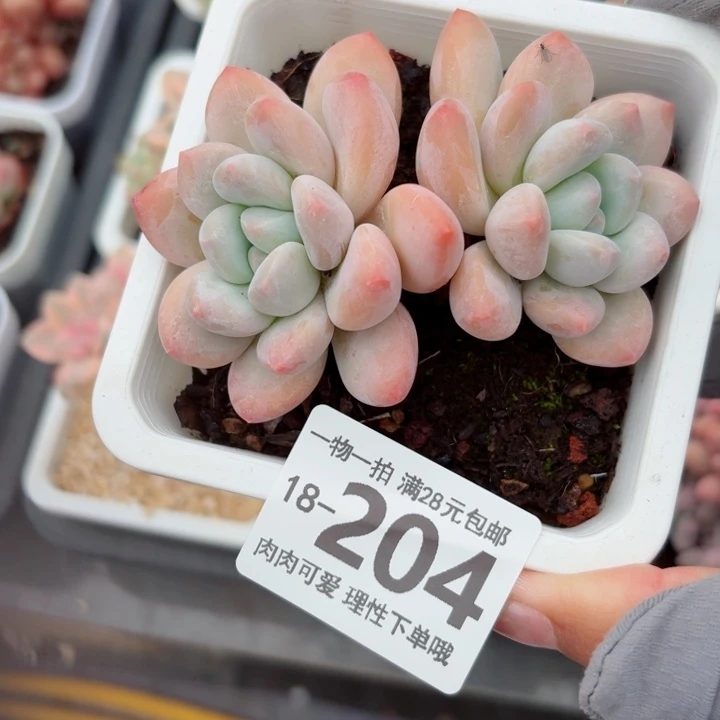 香水无盆土发货多肉多