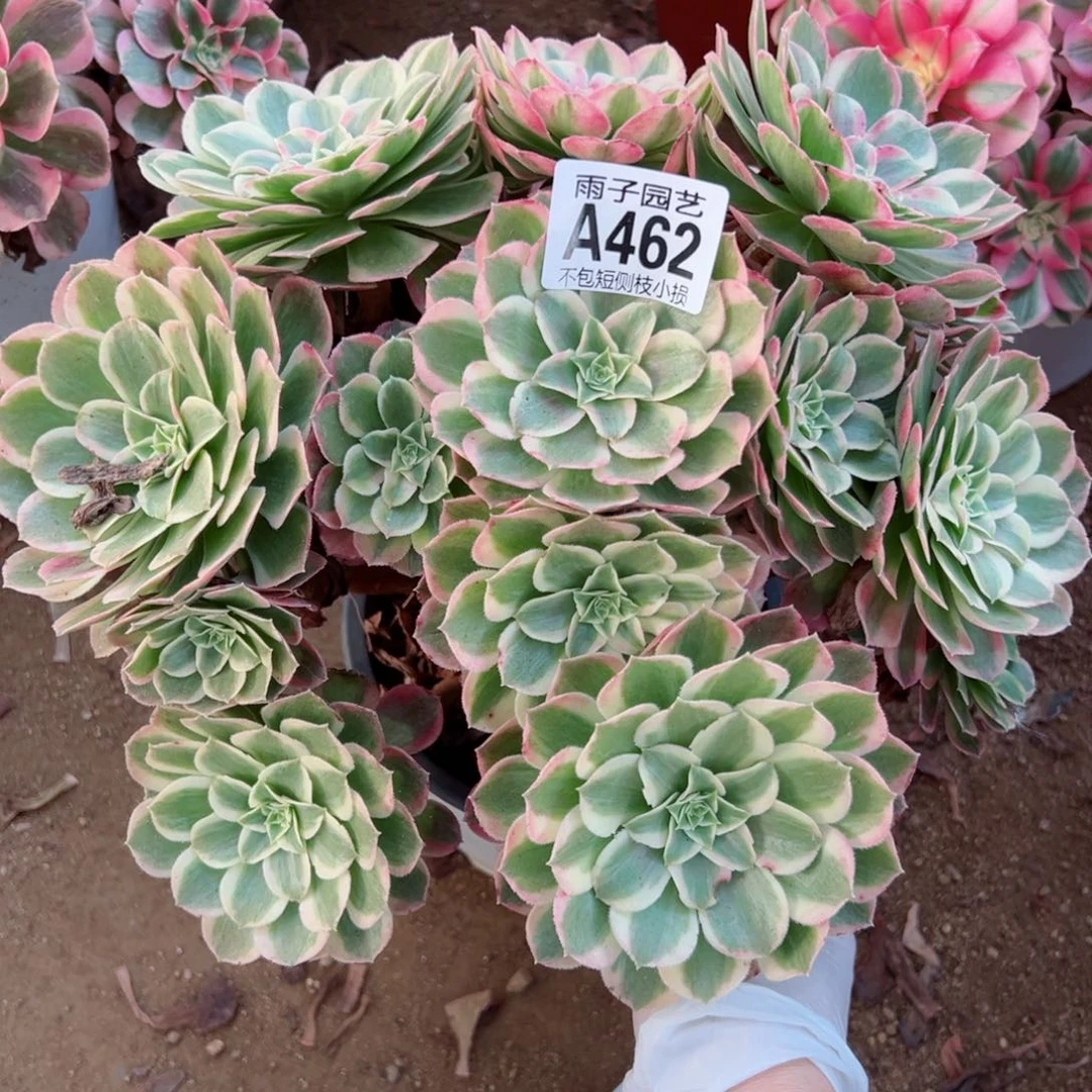 462孔雀翎尺寸28左右