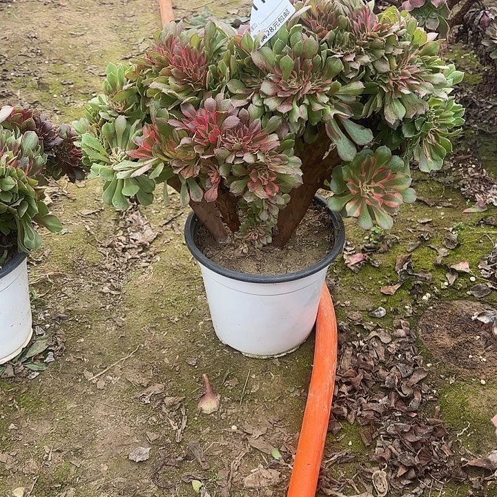 钱****111多肉植物法师。