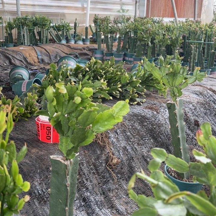 康***得8号道恩，037倆000000