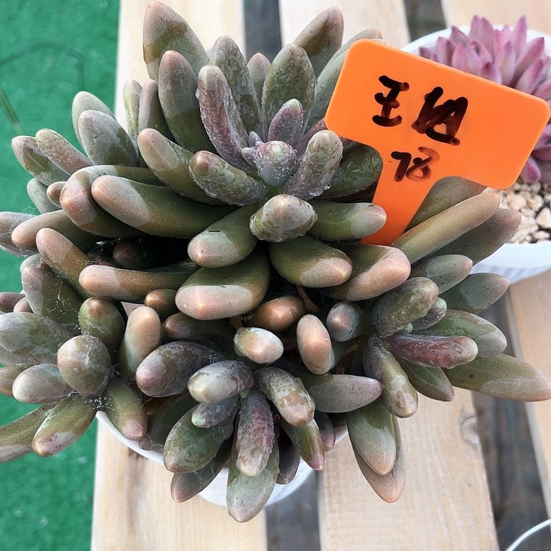 糖果美人王姐78号码牌子的话