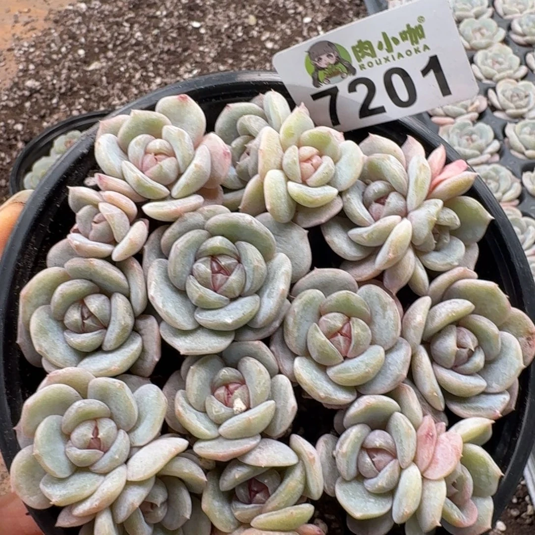 日****多肉植物多肉植物