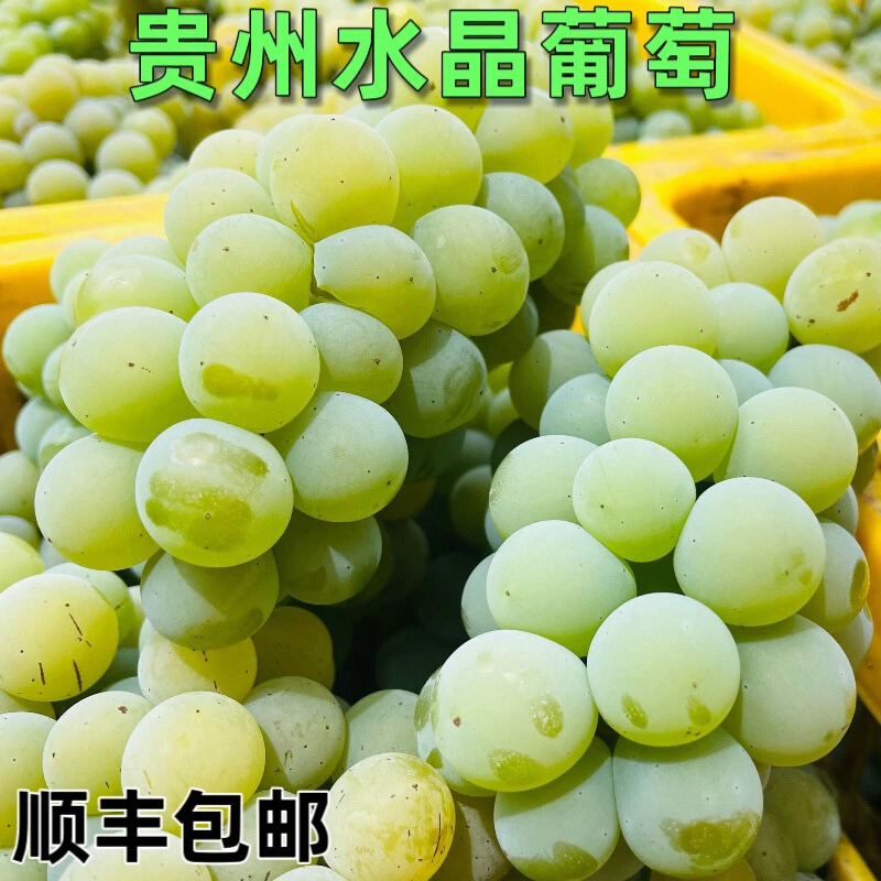 贵州现摘现发水晶果果水晶葡萄新鲜发货阳光葡萄顺丰包邮葡萄