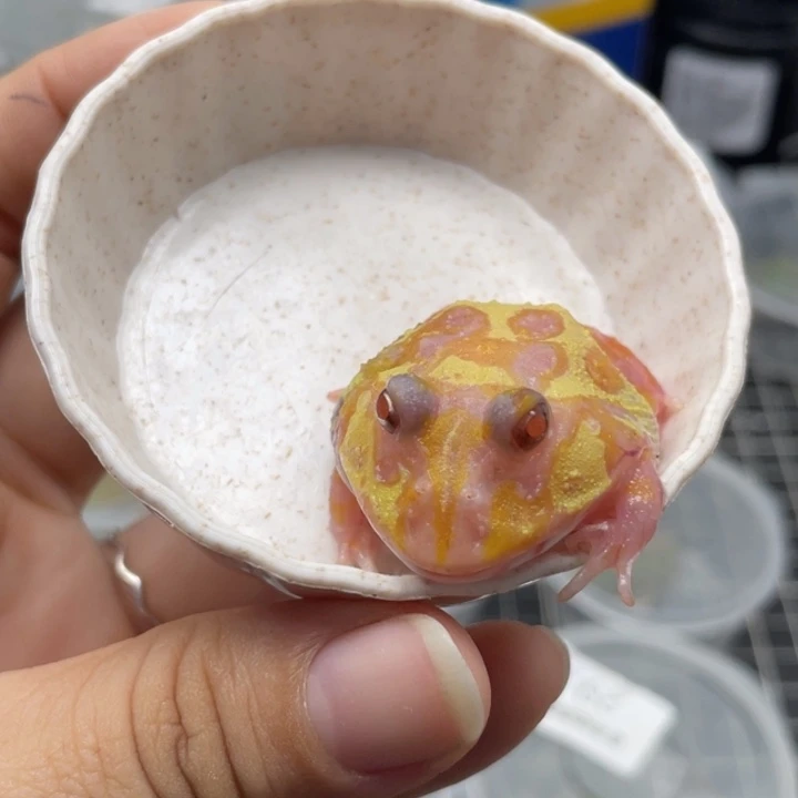 角蛙红眼半魔瞳变异015