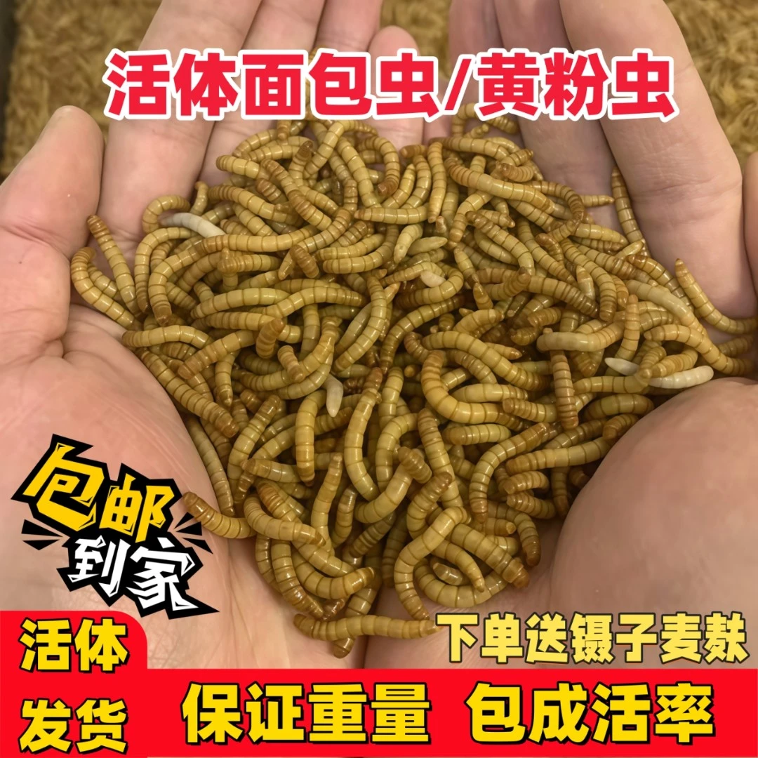 面包虫活虫活饵鲜活黄粉虫仓鼠蛋白虫宠物食品守宫鸟食鱼食饲料等