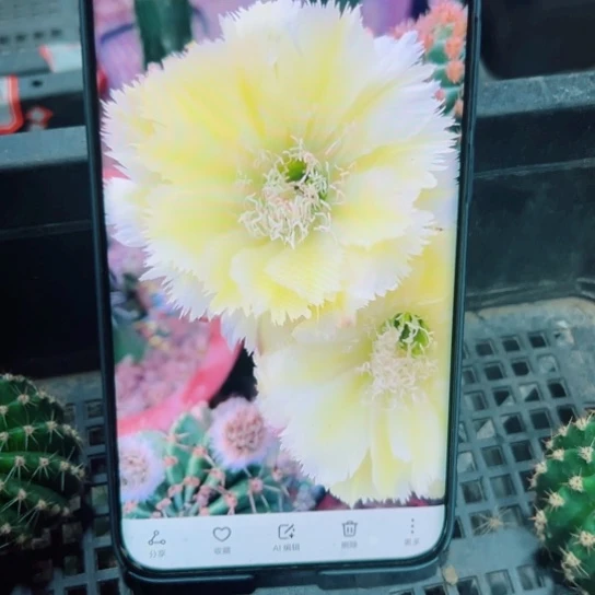 下17彩草梨花洛歪无根侧芽3一4公分左右20包邮