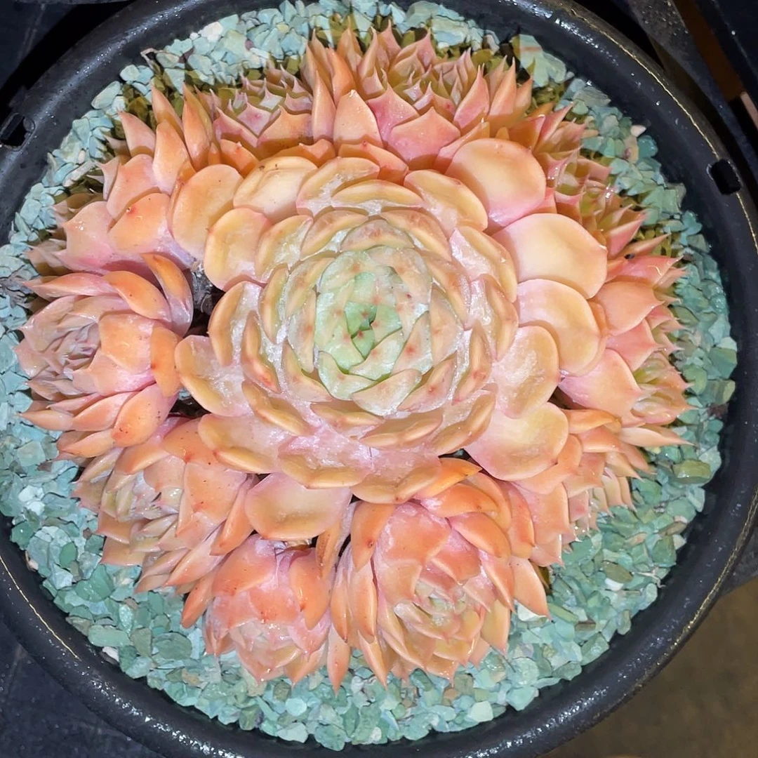 多肉植物一物一拍