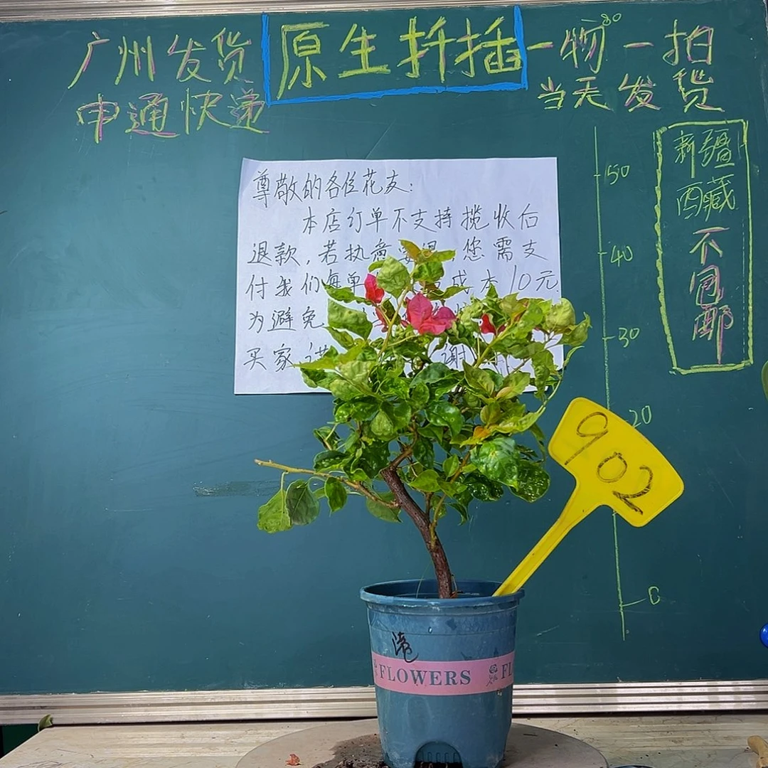 当前无花栽培后可以开花 粗弯 香港丽人 902
