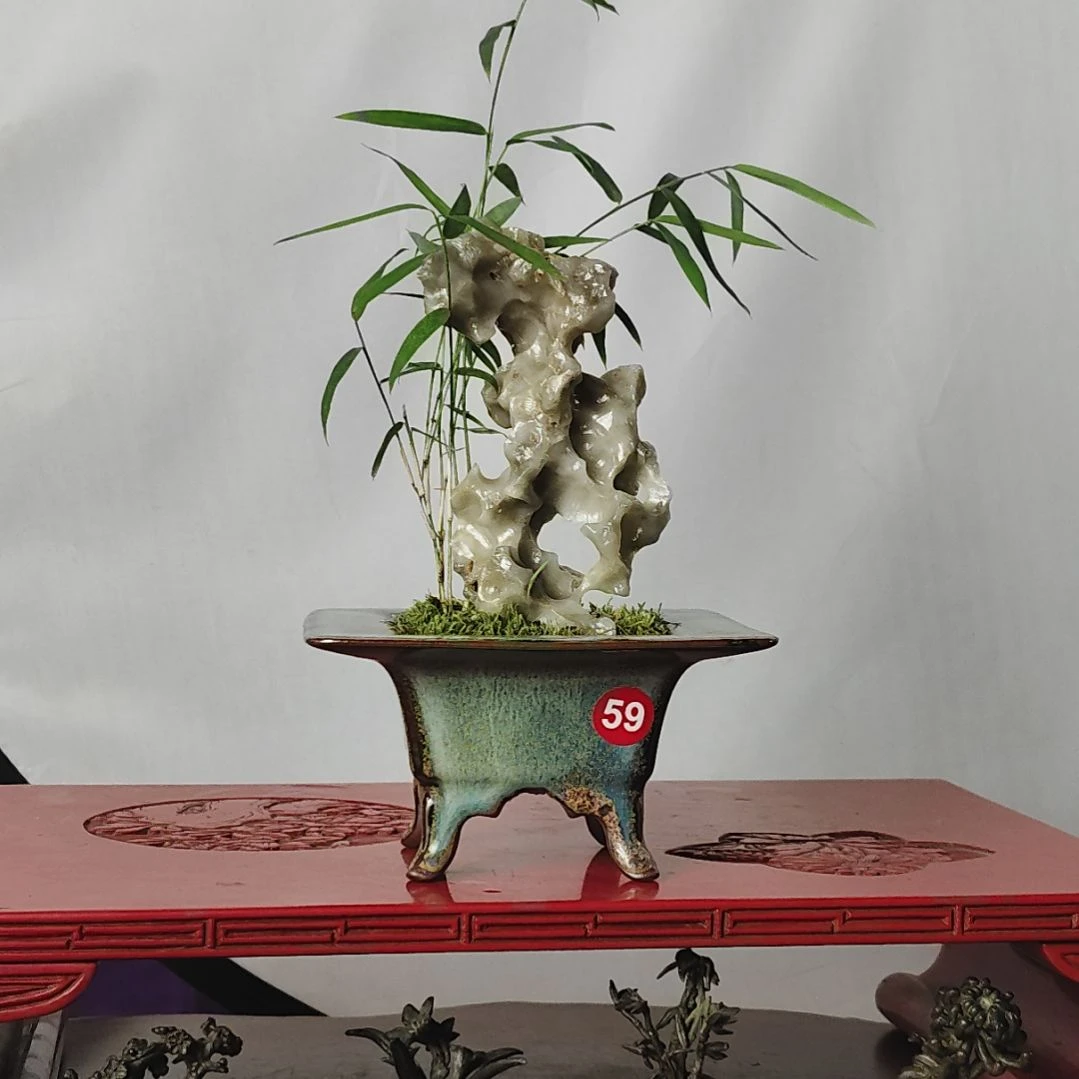 无花朵盆景，小玉山竹，玉玲珑，