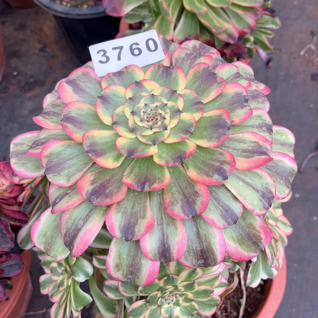 牡*佳丽多肉发货发货