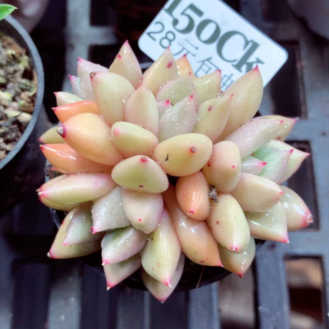 5厘米盆精控多肉150