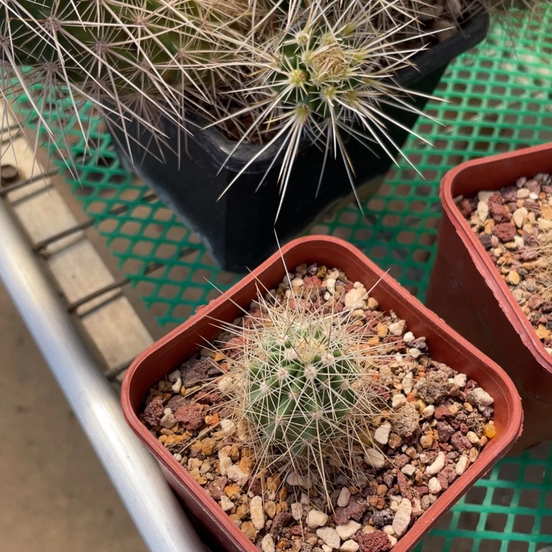鹿角柱实生仙人球红花黄刺虾