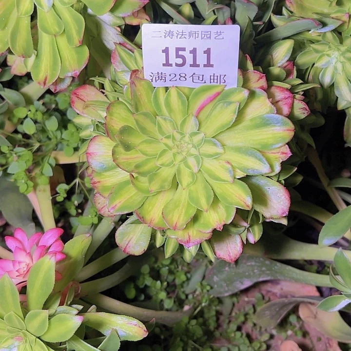 捂****笑1511知否多肉植物无根