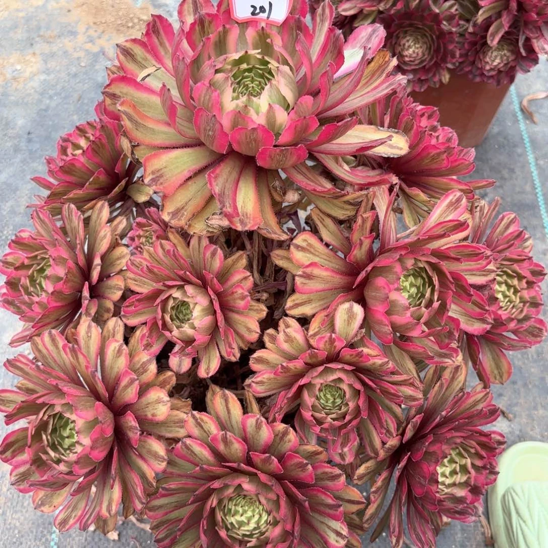 无花朵201黄花梨多肉植物