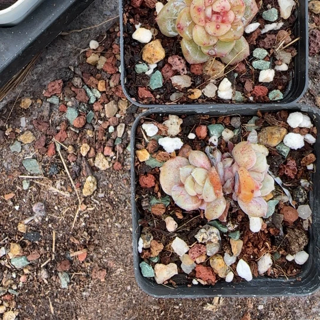 L***K多肉小卡拉米糖心一物一拍