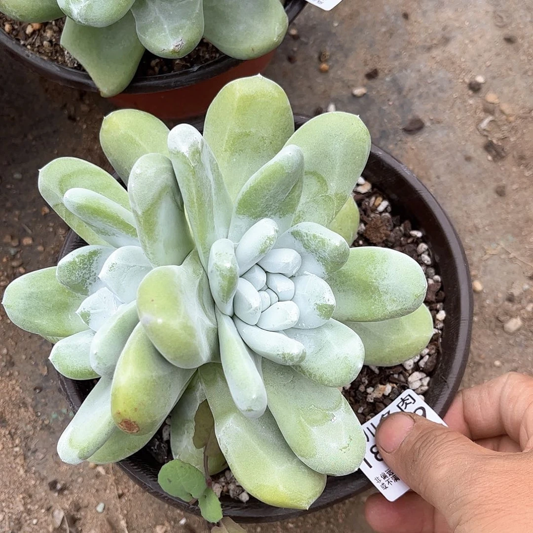 8969拇指仙女杯多肉