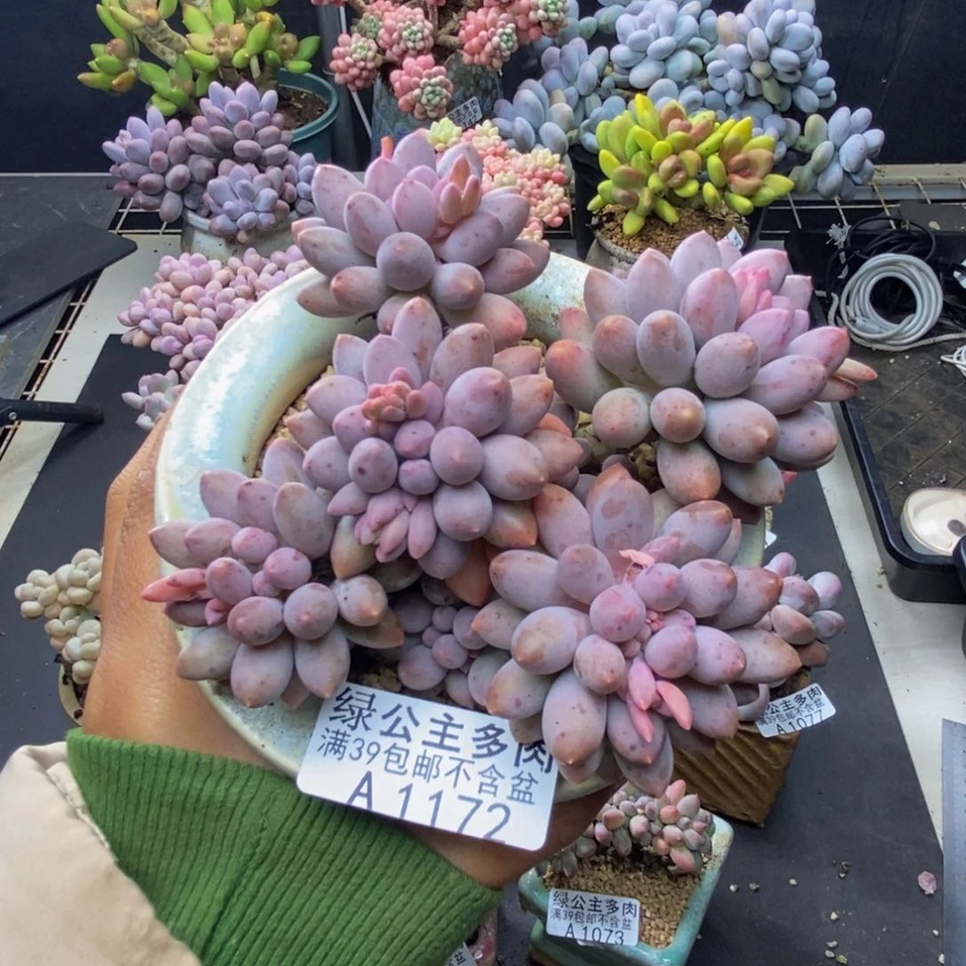 172婴儿手指多肉10c m