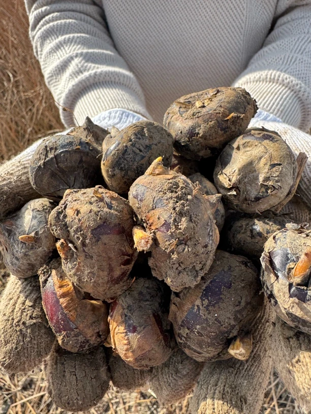 新鲜现挖信阳淮滨自家种植马蹄地雷子