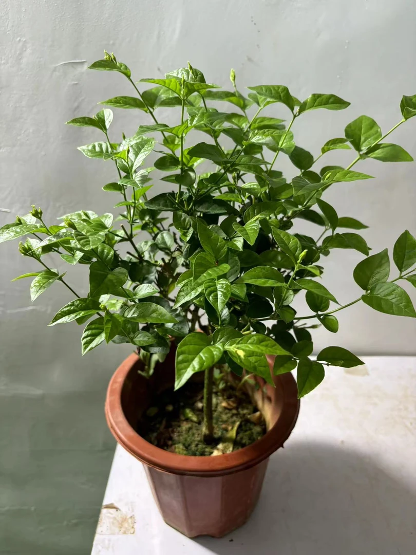 笔尖茉莉花 小红盆 盆栽室内外庭院浓香型 修剪盆口发货无花苞