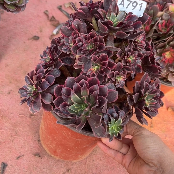 金丝却多肉植物791.