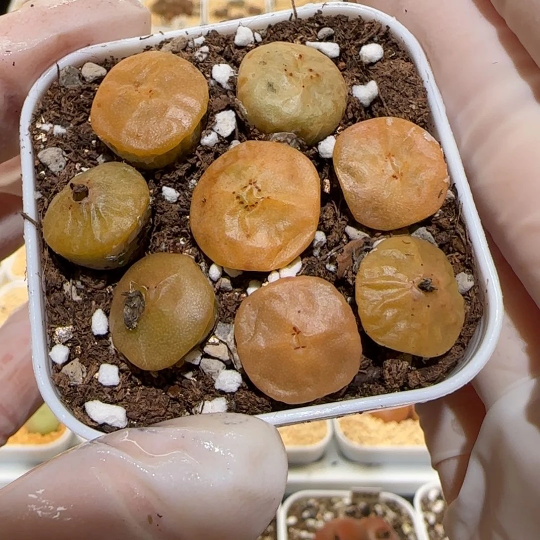 肉锥多肉植物百科2-一盆1744