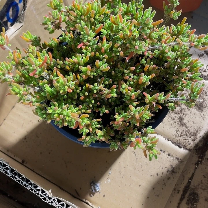 超大盆枝干翻杏带哦土