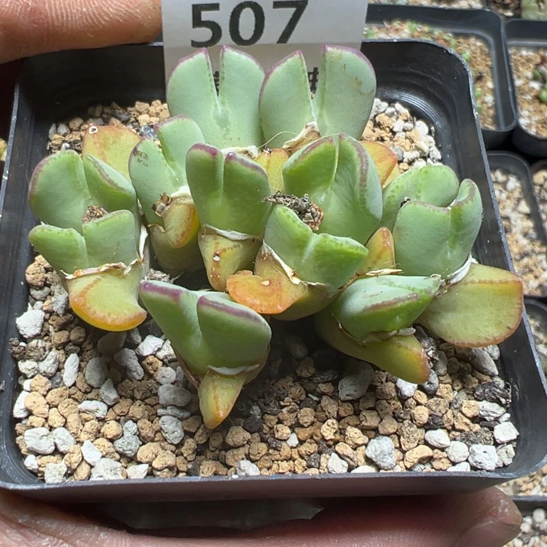 【闪购商品】 507。