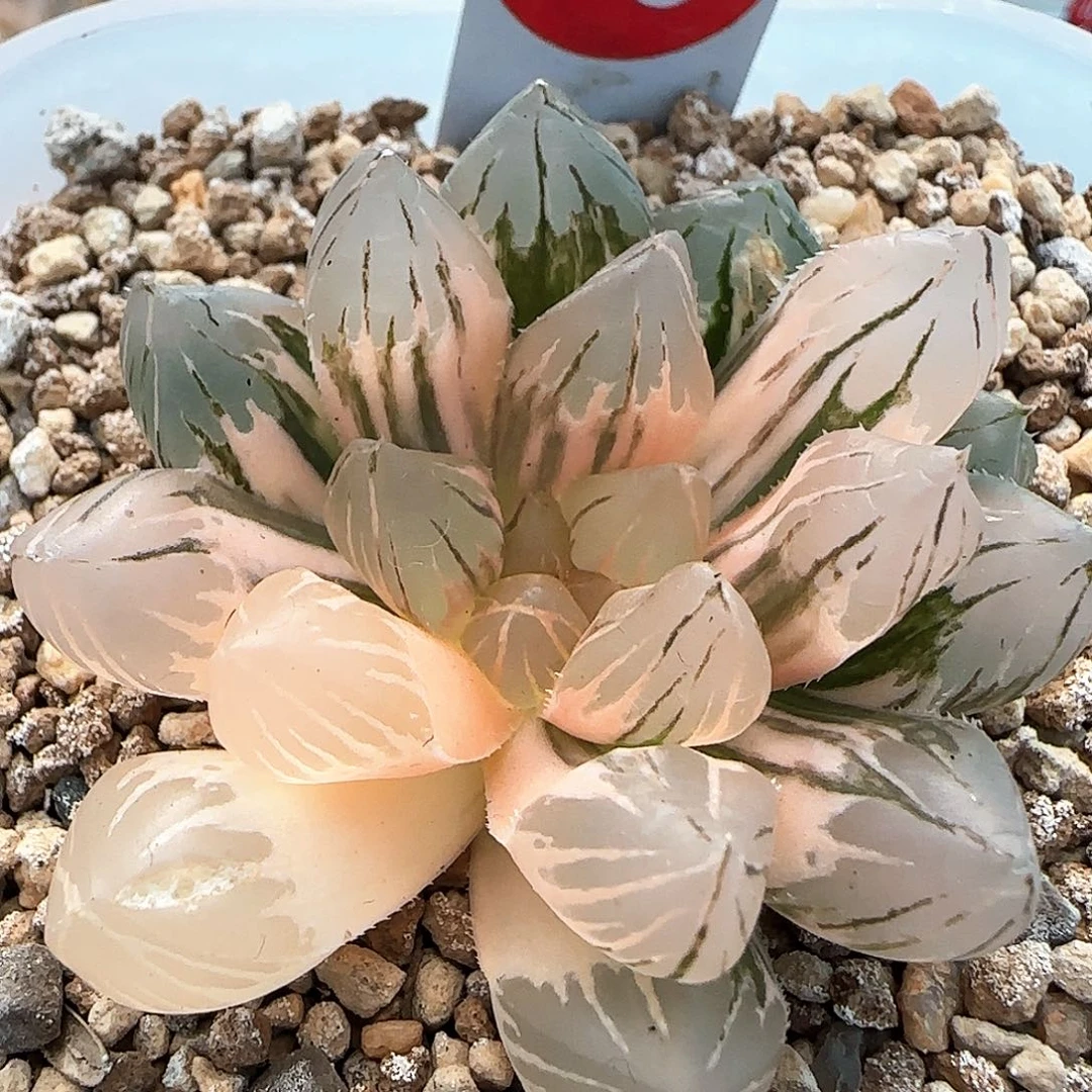 10号紫王玉露锦5.4左右一物一拍带盆