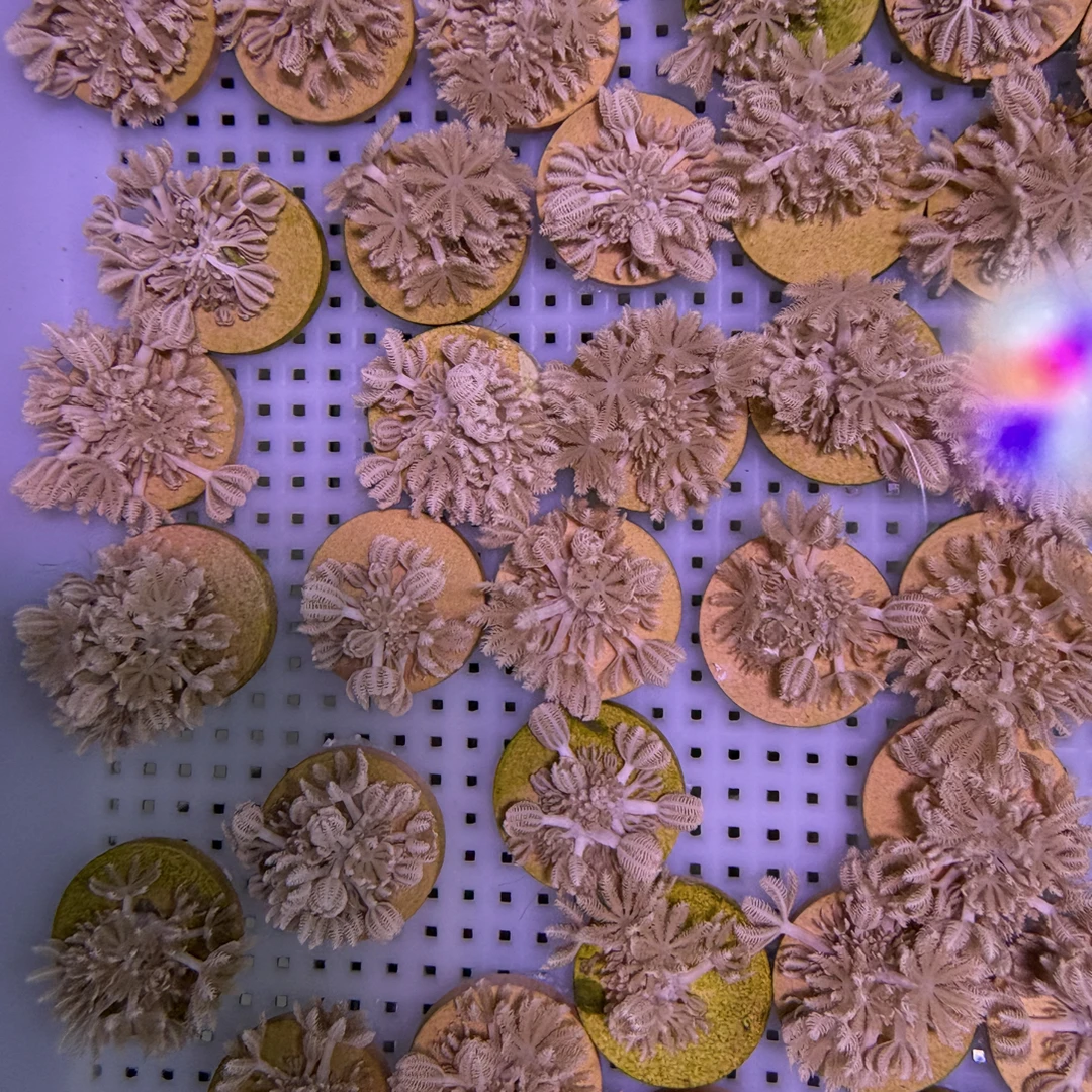 海水观赏长须荧光草皮三绿皮革手星花闪千手