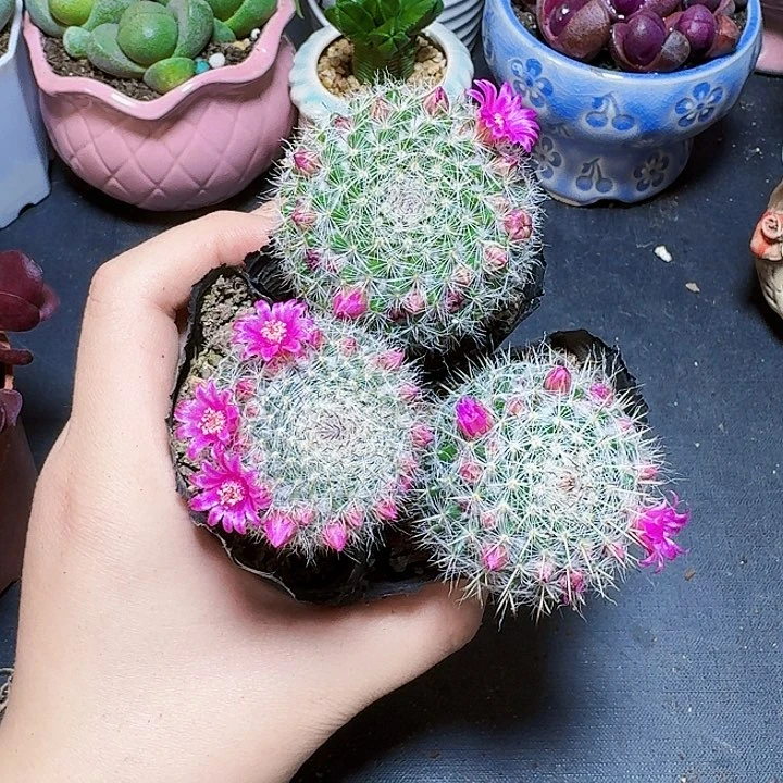 3颗渔翁裸根福利炸