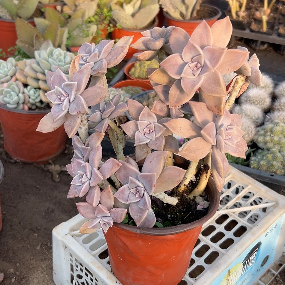 多肉植物胧月老庄