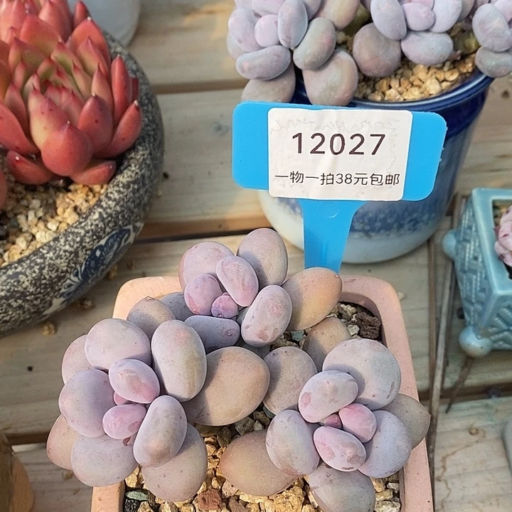 胭脂精品多肉奶酪