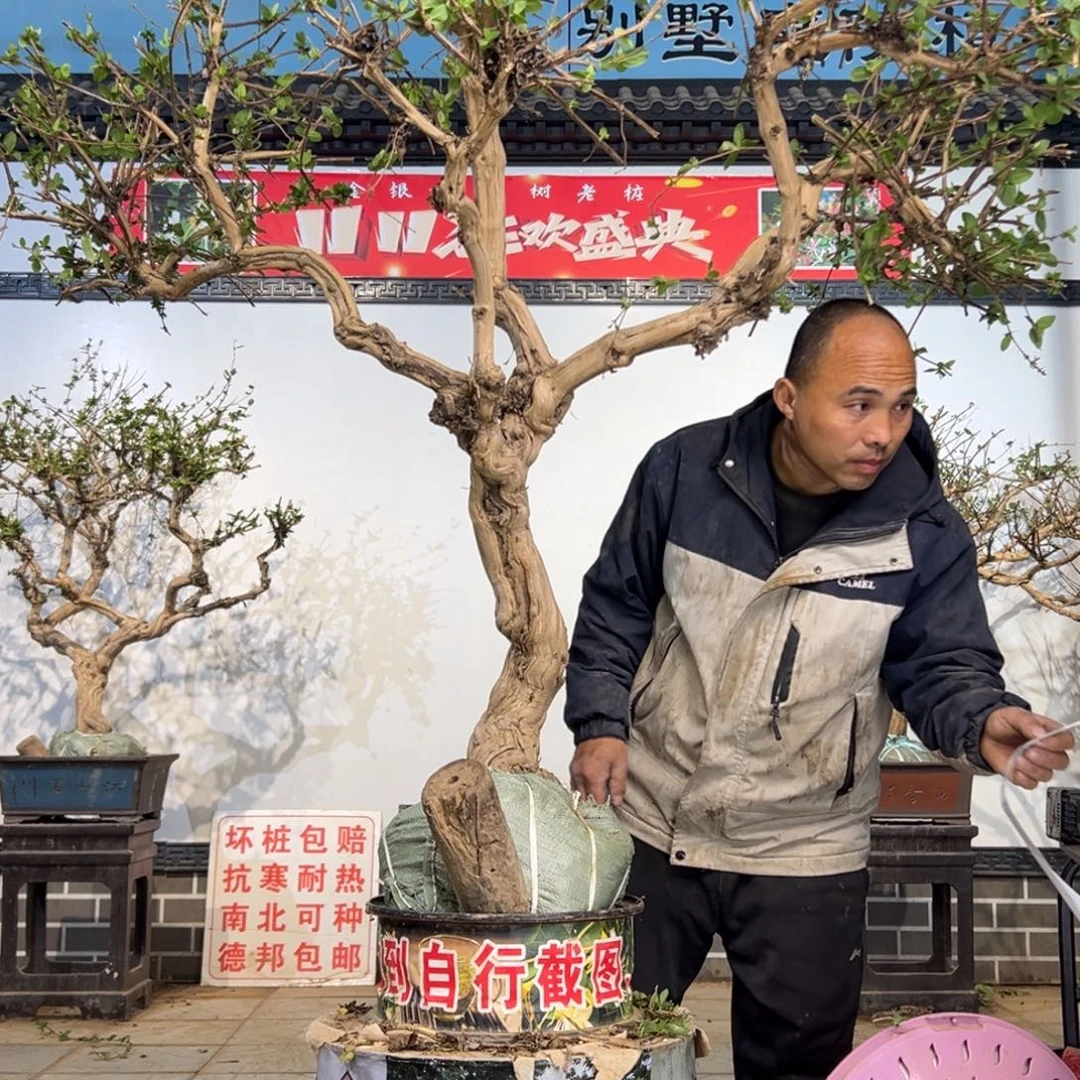 无花朵金银花58888
