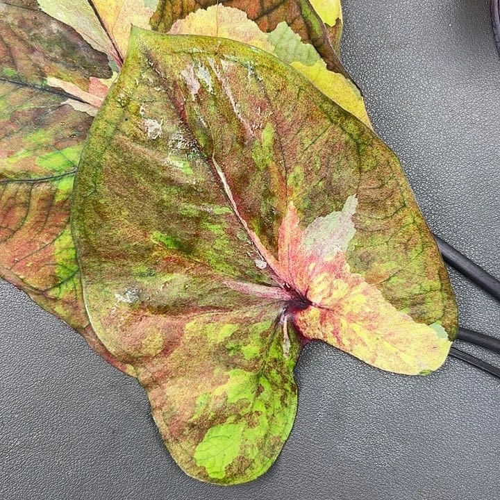 白***飘87-0719落日下播福利现货