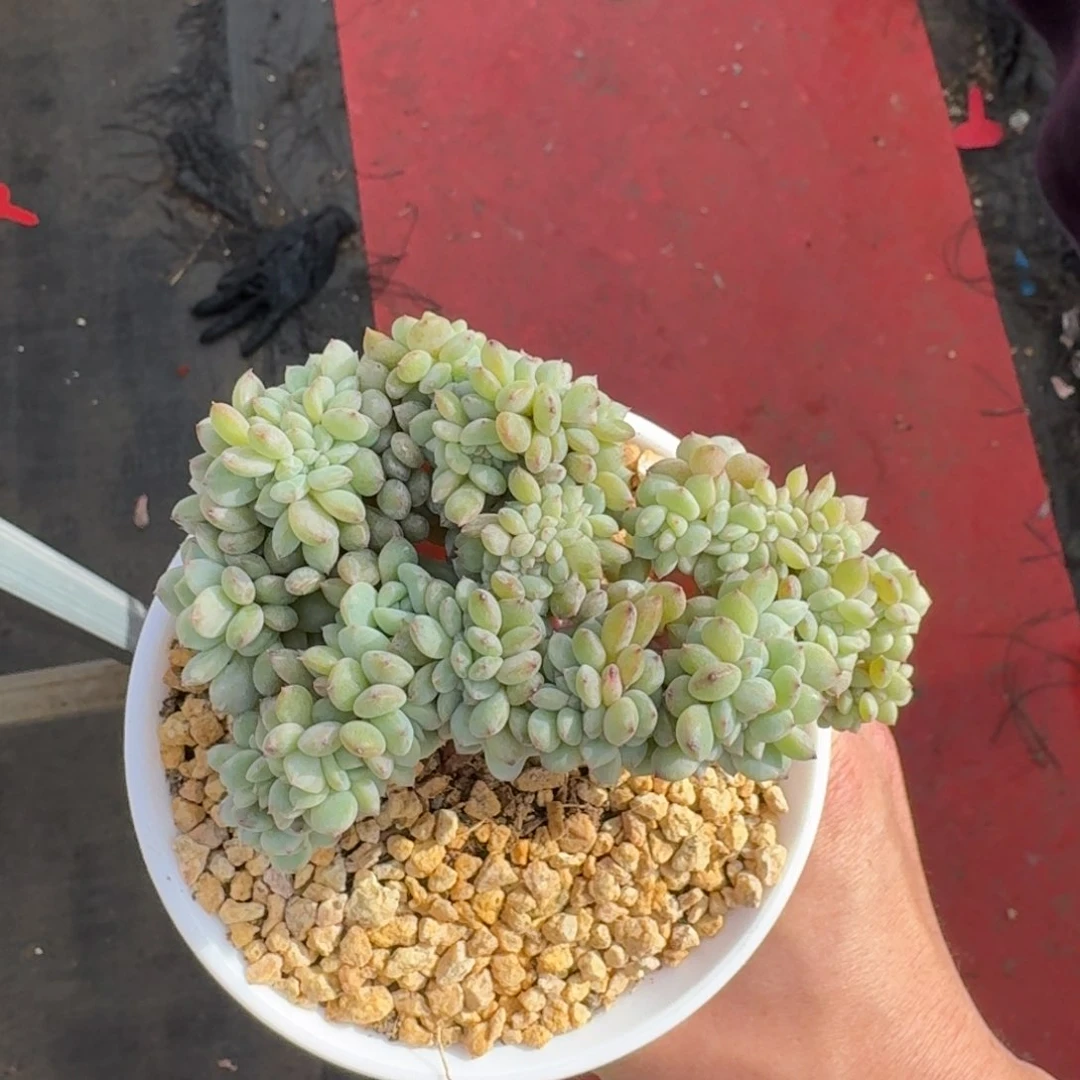 12厘米的尺寸一物一拍的