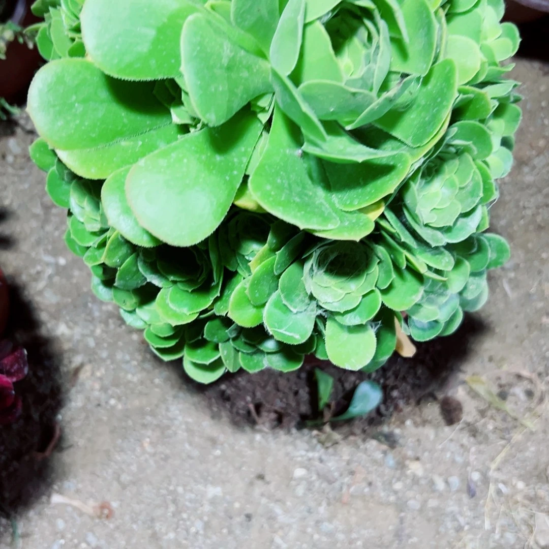 多肉植物绿羊绒法师