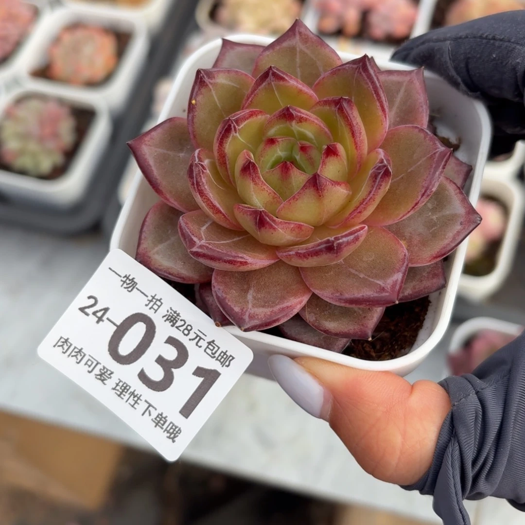 黑武士无盆土发货