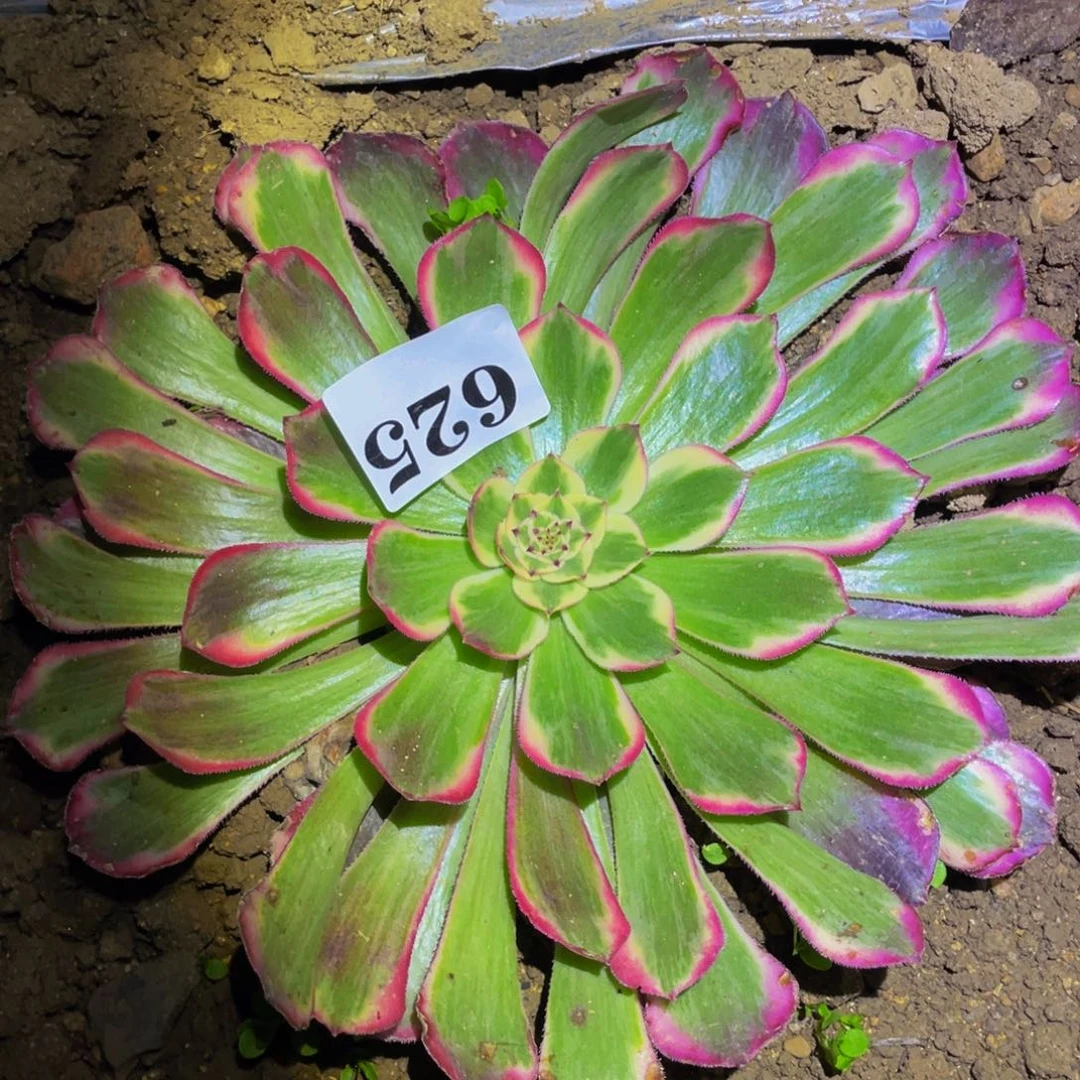 霁月多肉植物625多肉植物