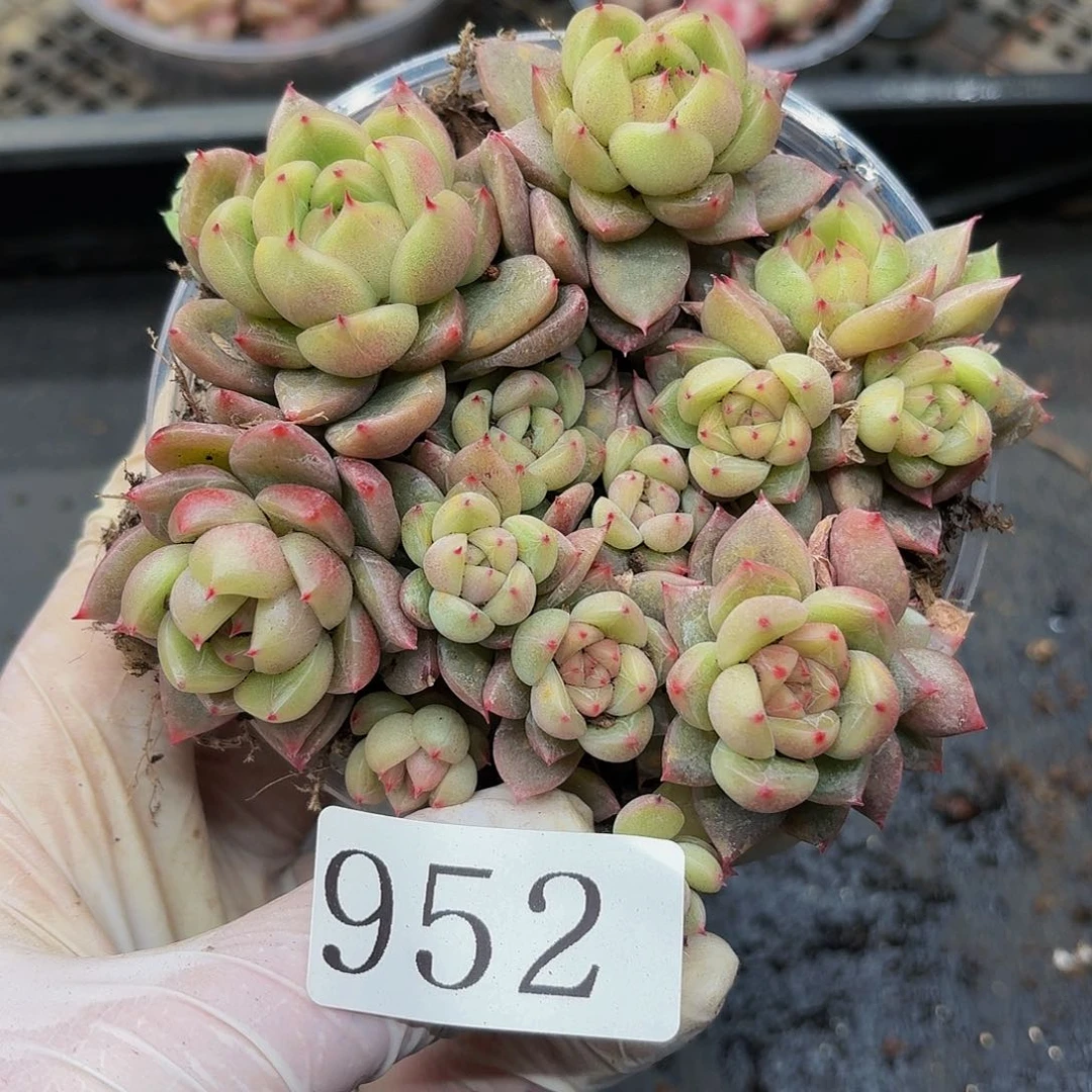 多肉植物多肉植物952