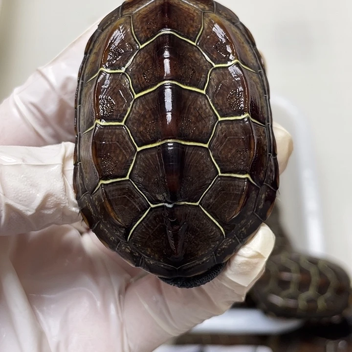 中华草龟公苏北金线草龟外塘龟
