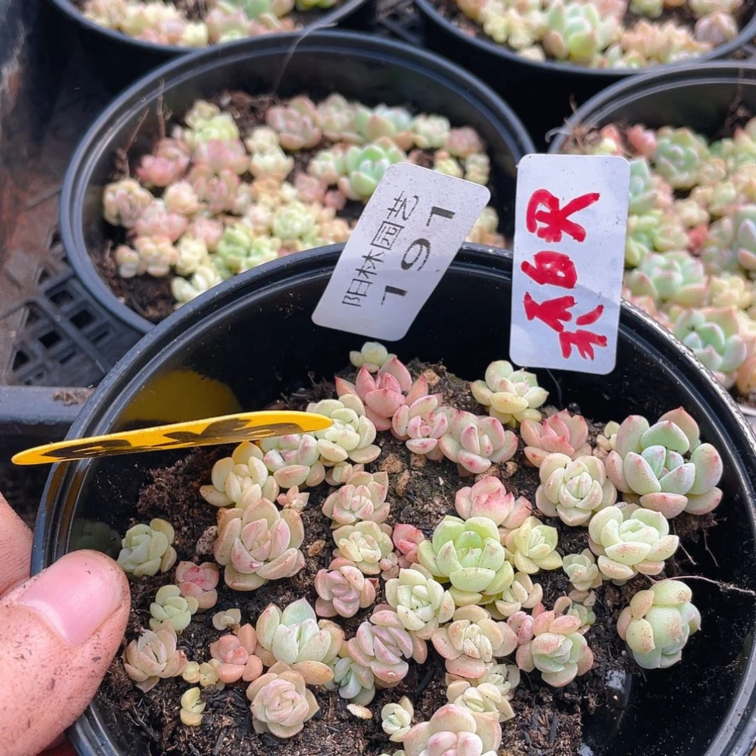 量拍多肉植物多肉植物191