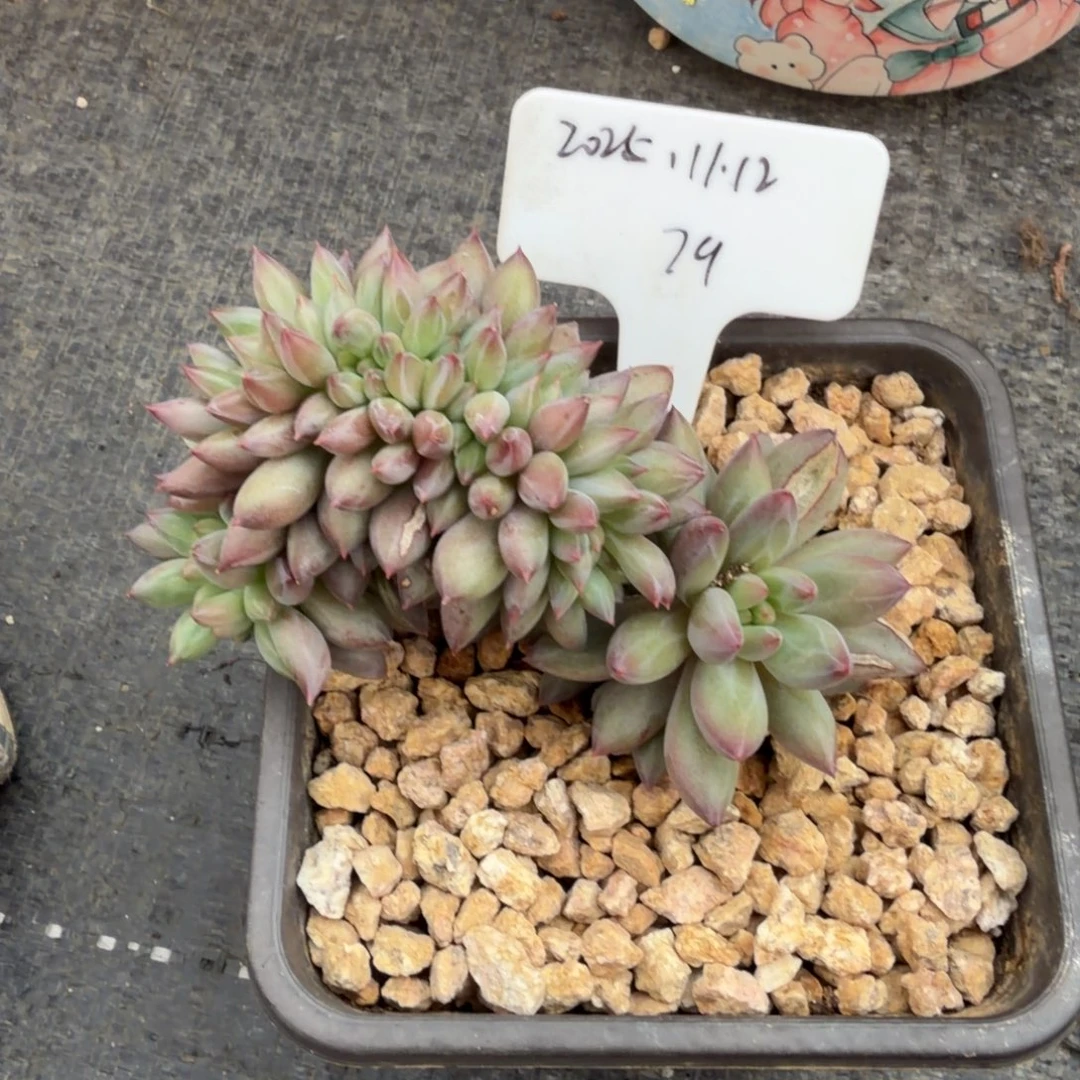 一物一拍胸花高版小鱼缀79