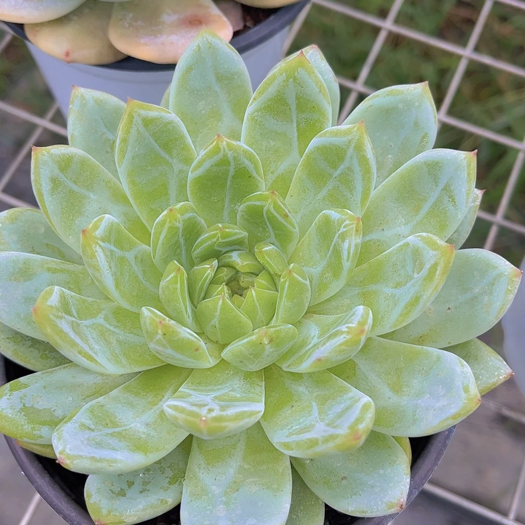 雪花珍妮。 多肉植物1